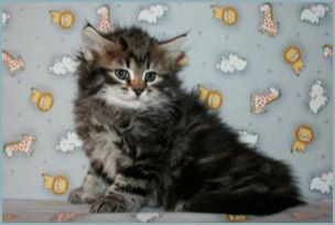 Male Siberian Kitten from Deedlebug Siberians
